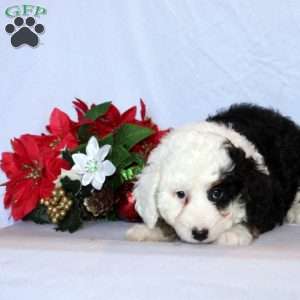 Rosko, Mini Bernedoodle Puppy